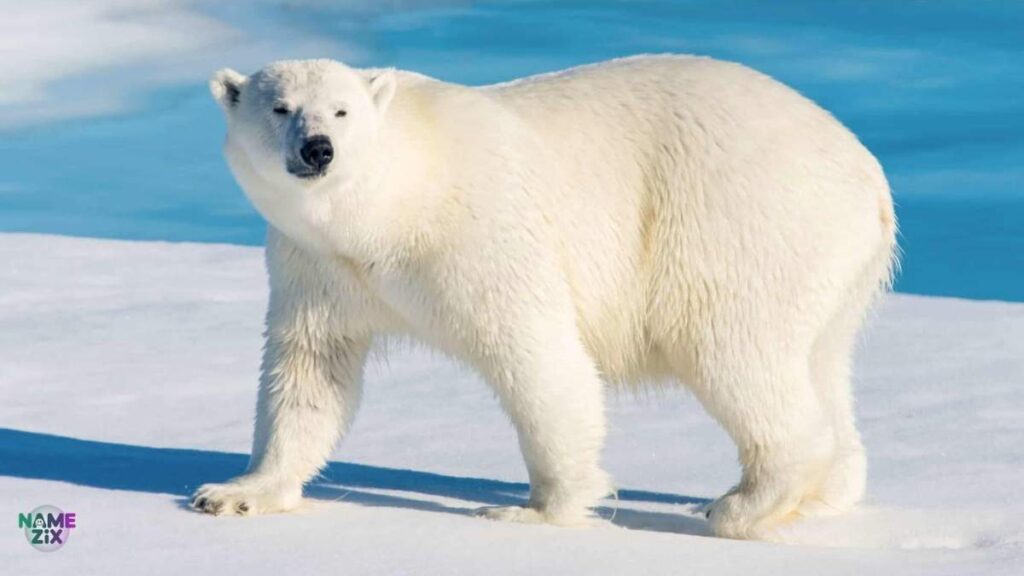 Polar Bear Names [Adorable & Memorable Choices]